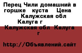 Перец Чили домашний в горшке 2 куста  › Цена ­ 500 - Калужская обл., Калуга г.  »    . Калужская обл.,Калуга г.